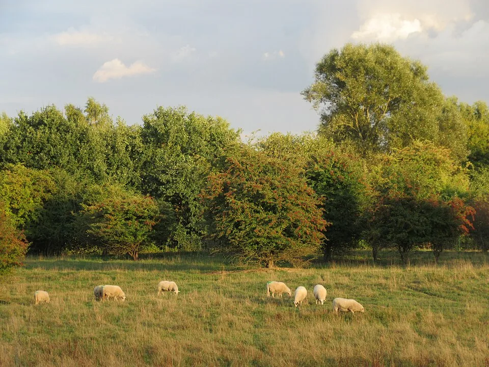 Grünanlage und Landschaftspflege – Symbolfoto zu „Grünpflege an denkmalgeschützten Standorten“.